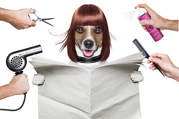 Image showing hairdresser dog 