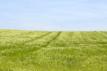 Image showing Green field