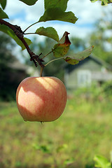 Image showing very tasty and ripe apple