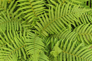 Image showing green leafy background from the forest