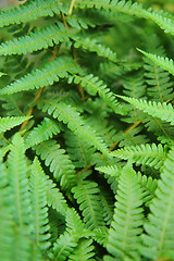 Image showing green leafy background from the forest