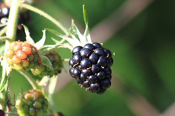 Image showing fresh blackberry in the nature