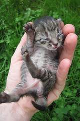 Image showing small kitten in the human hand