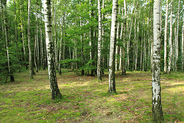 Image showing green spring forest 