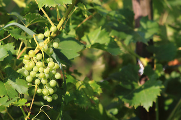 Image showing green grapes background