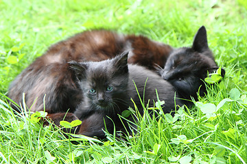 Image showing black cat and her child