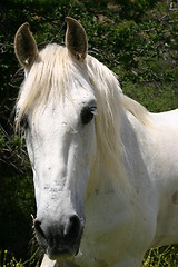 Image showing White horse