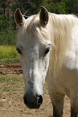 Image showing White horse