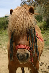 Image showing Shetland pony