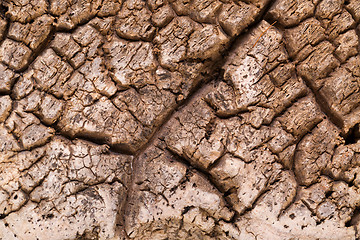 Image showing Bark cork oak tree dry