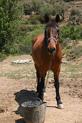 Image showing Horse with bucket