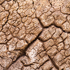 Image showing Bark cork oak tree dry