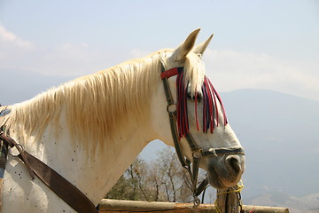 Image showing White horse