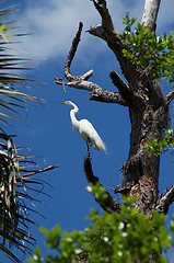 Image showing Great White Heron perched high in tree