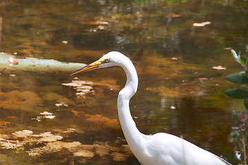 Image showing Great White Heron profile against pond