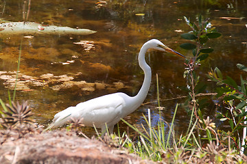 Image showing Great White Heron profile in pond