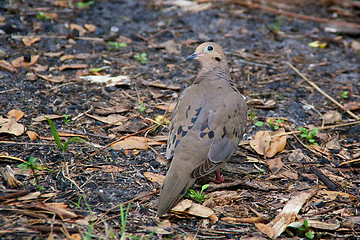 Image showing mourning dove looking over shoulder