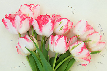 Image showing Spring Tulips