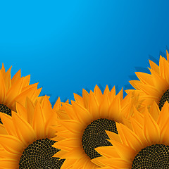 Image showing Sunflowers over blue