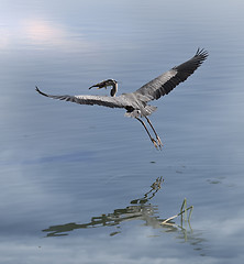 Image showing Great Blue Heron