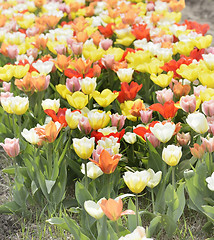 Image showing Colorful Tulips 