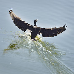 Image showing Black Cormorant