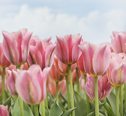 Image showing Pink Tulips