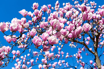 Image showing blooming magnolia