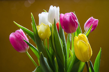 Image showing Fresh tulips