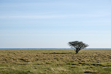 Image showing Alone tree at a coastal grassland