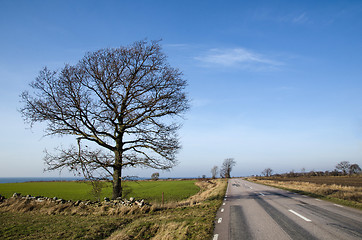 Image showing Road with single bare tree