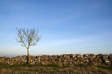 Image showing Solitaire tree at an old stonewall