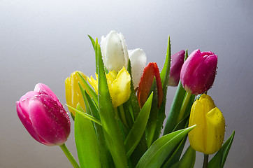 Image showing Tulips with water drops