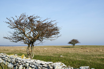 Image showing Two bare trees in a grassland