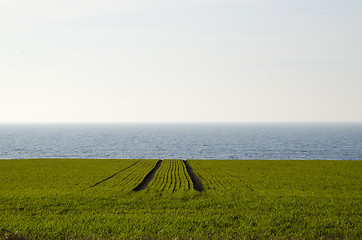 Image showing Green rows at farming field