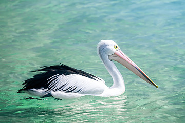 Image showing pelican