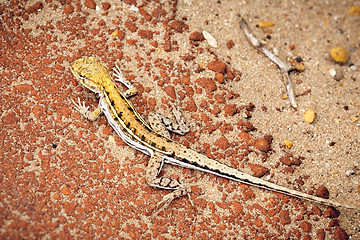 Image showing lizard