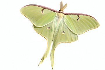 Image showing Luna Moth (Actias luna)