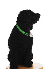Image showing Black poodle sitting.
