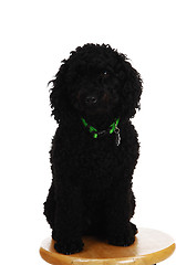 Image showing Black poodle looking.