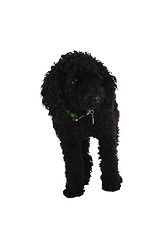 Image showing Black poodle.