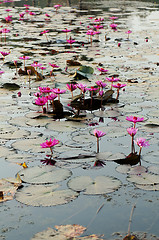 Image showing Water lily