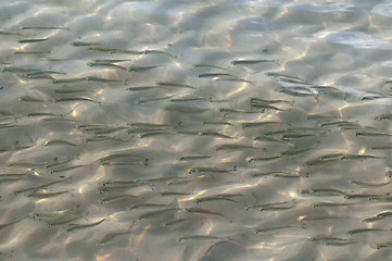 Image showing School of fish