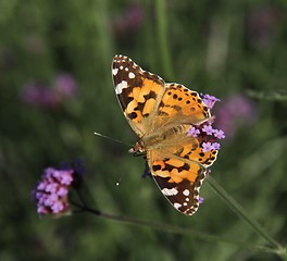 Image showing Orange butterfly