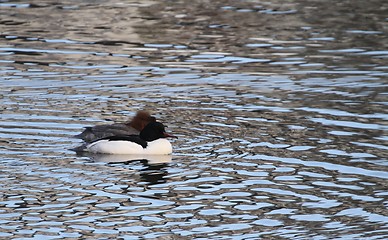 Image showing Common merganser