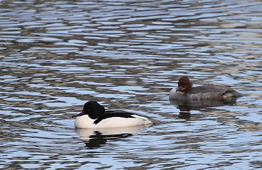 Image showing Common merganser