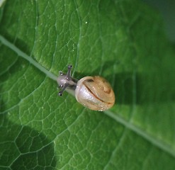 Image showing Small snail on a green leaf