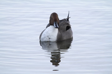 Image showing Male northern pintail