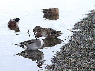 Image showing Ducks in a river