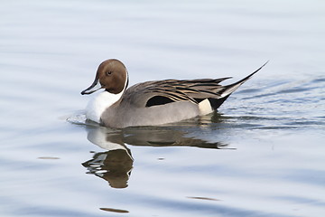 Image showing Male northern pintail